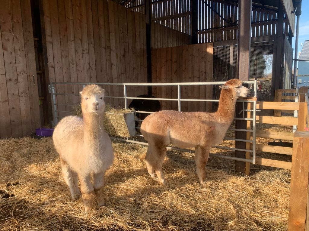 Tattershall Farm Park